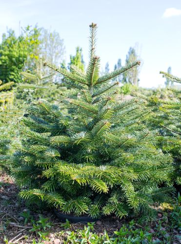 Pot Grown Christmas Trees